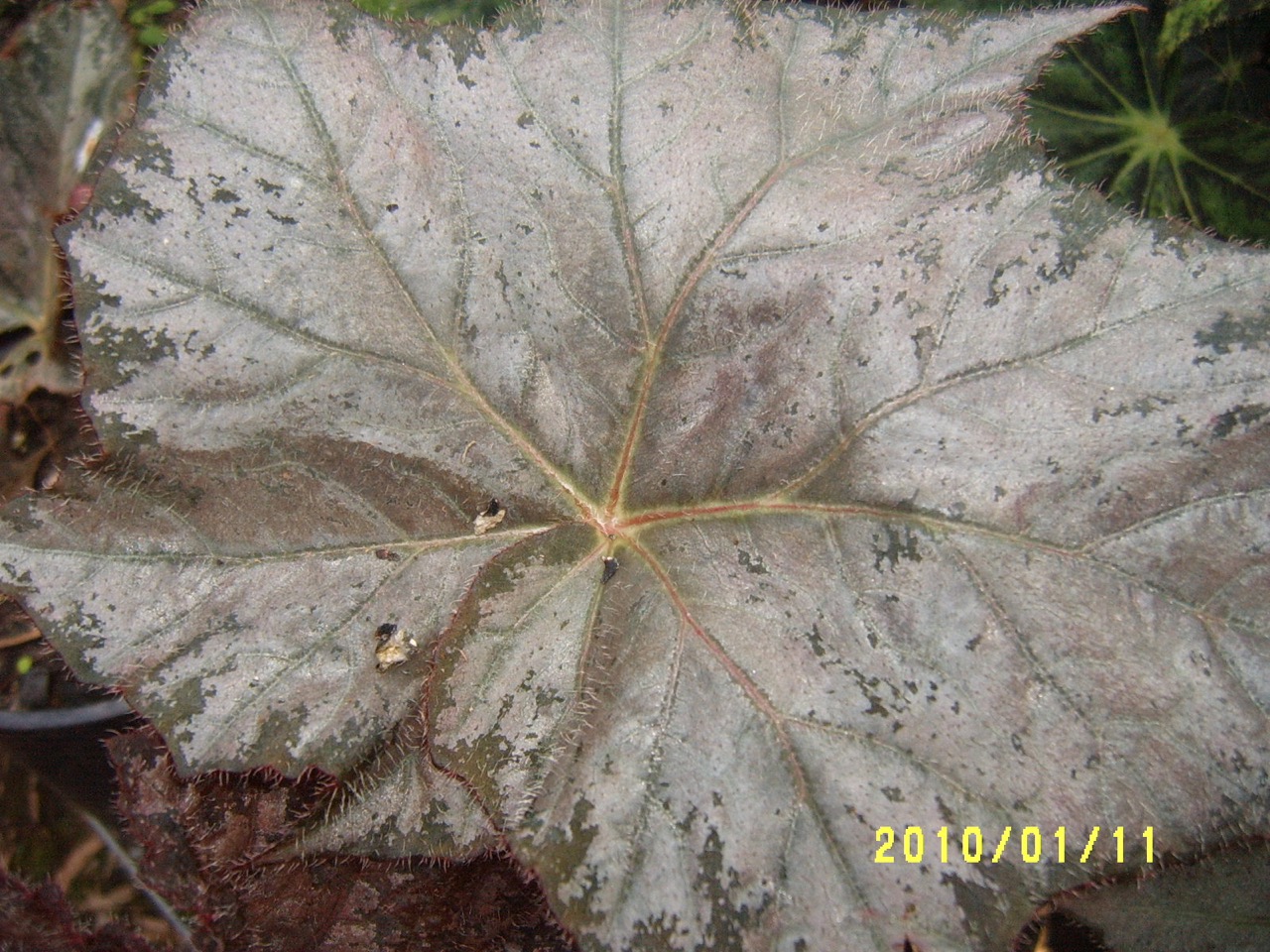 B. ‘Cartia Lane’